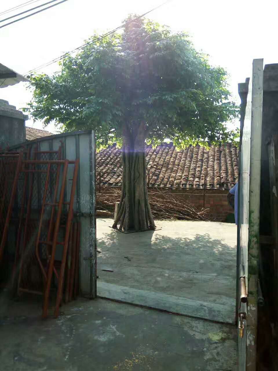 1513321594326615.jpg