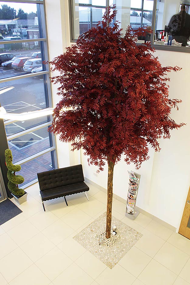 1515124853119067.jpg Mapel-foliage-tree-1.jpg