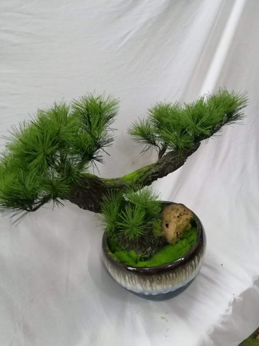 小盆栽松树