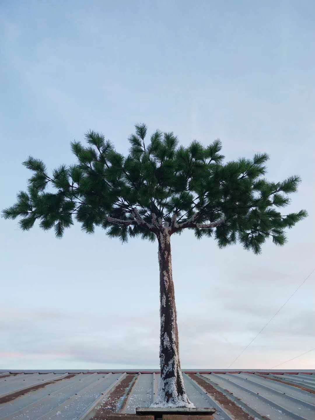 1538277099306445.jpg