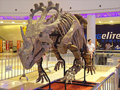 Gungzhou Zhengjia Square Dinosaur skeleton 